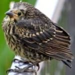 Sample 4 – Red winged blackbird