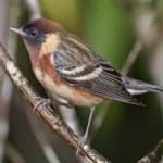 Sample 2 – Bay breasted warbler
