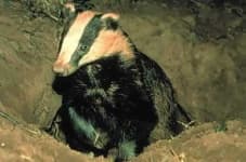 Sample 1 – Badger