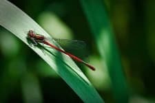 Sample 2 – Damselfly