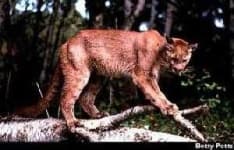 Sample 3 – Cougar body