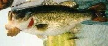 Sample 5 – Bass