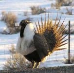 Sample 2 – Prairie chicken