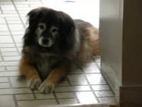 Sample 1 – Leonberger
