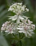 Sample 5 – Flowers