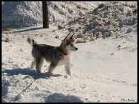Sample 2 – Malamute