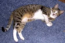 Sample 6 – Egyptian cat