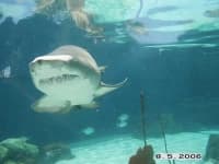 Sample 5 – Tiger shark