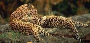 Sample 6 – Leopard