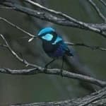 Sample 1 – Splendid wren