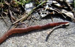 Sample of Worm
