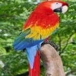 Sample 3 – Scarlet macaw