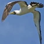 Sample 1 – Masked booby