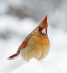 Sample 2 – Cardinal