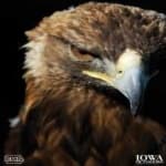 Sample 2 – Golden eagle