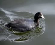 Sample 6 – American coot