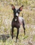 Sample 6 – Mexican hairless