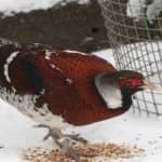 Sample 12 – Elliots pheasant