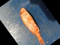 Sample 5 – Red mullet