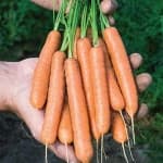 Sample 5 – Carrot