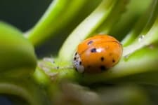 Sample 4 – Ladybug