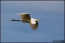 Sample 5 – American egret