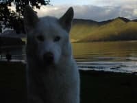 Sample 4 – White wolf