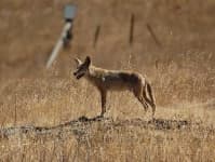 Sample of Coyote