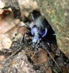 Sample 5 – Ground beetle