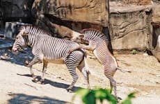 Sample 6 – Zebra