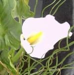 Sample 6 – Giant white arum lily