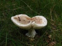 Sample 6 – Mushroom