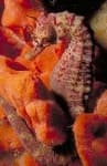 Sample 4 – Sea horse