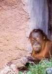 Sample 5 – Orangutan