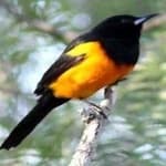 Sample 5 – Venezuelian troupial