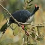Sample 6 – Horned guan