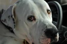 Sample 6 – American bulldog