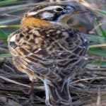 Sample 5 – Smiths longspur