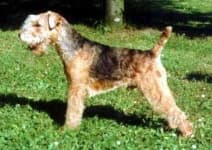 Sample 1 – Lakeland terrier