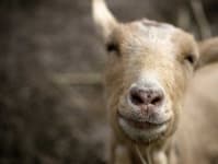 Sample 6 – Goat