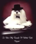 Sample 5 – Maltese dog