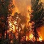 Sample 2 – Wildfire