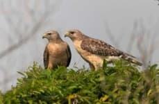 Sample 1 – Hawk