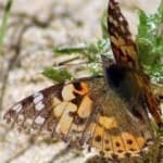 Sample 3 – Painted butterfly