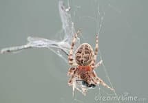 Sample 4 – Barn spider