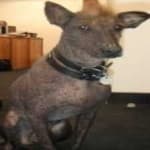 Sample 2 – Mex hairless