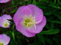 Sample 5 – Pink primrose