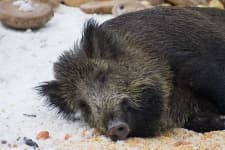 Sample 4 – Hog