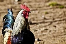 Sample 1 – Cock