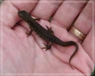 Sample of Common newt